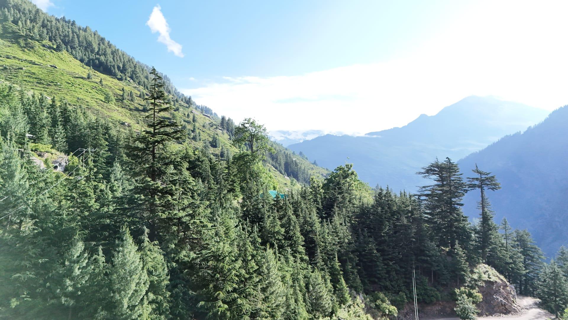Pine forest and ridges in Pangi